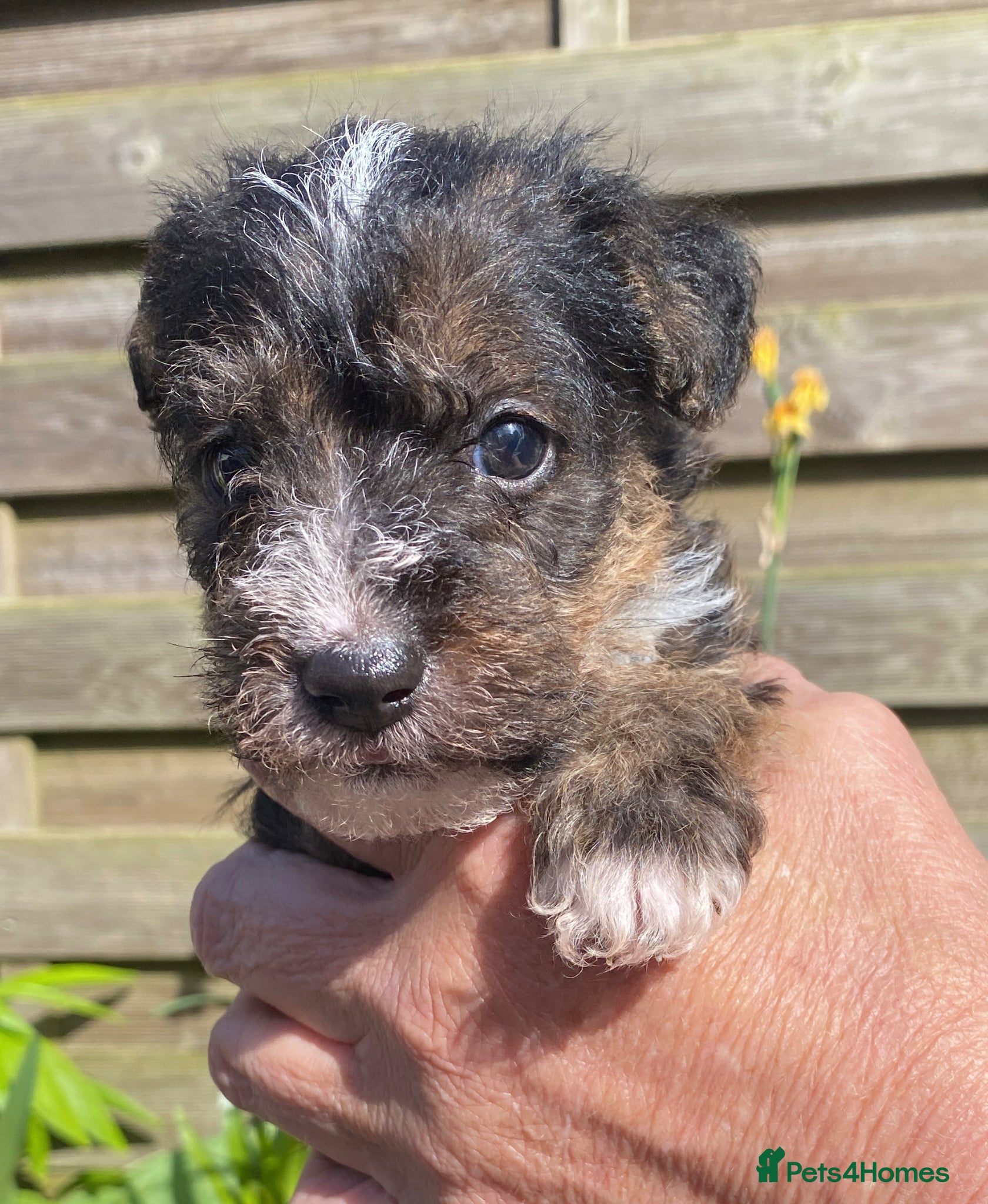 Mixed Breed dogs Beautiful Lakeland Terrier/Poodle Puppies - Advert 1