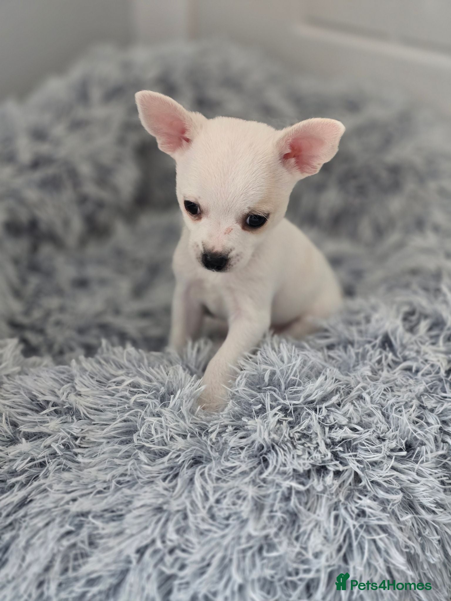 Chihuahua dogs Beautiful apple head chihuahuas  - Advert 6