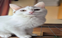 British Shorthair cats for sale: British Shorthair kittens  - Image 12