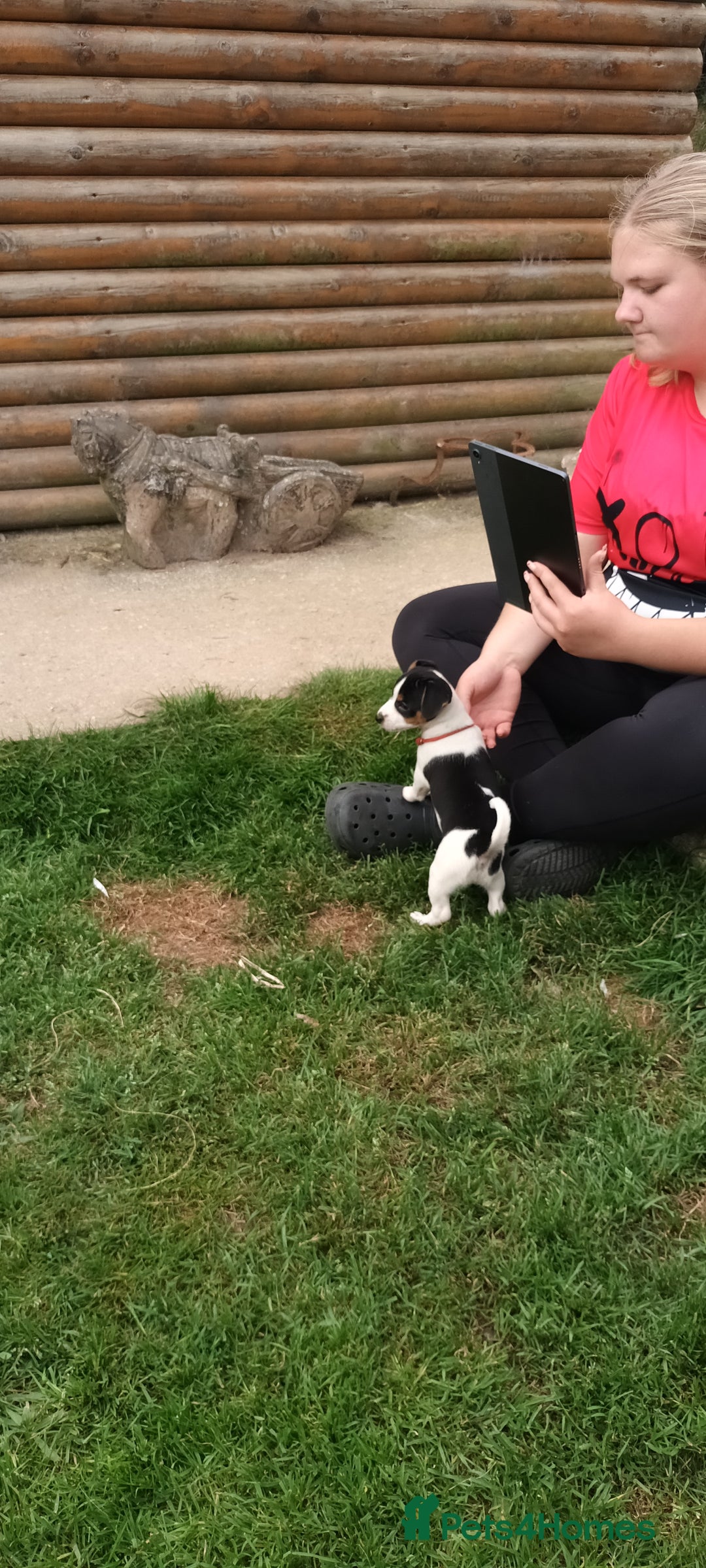 Jack Russell dogs for sale: Jack Russell pups for sale - Image 9