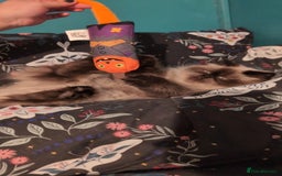 Persian cats for sale: Maggie  - Image 7