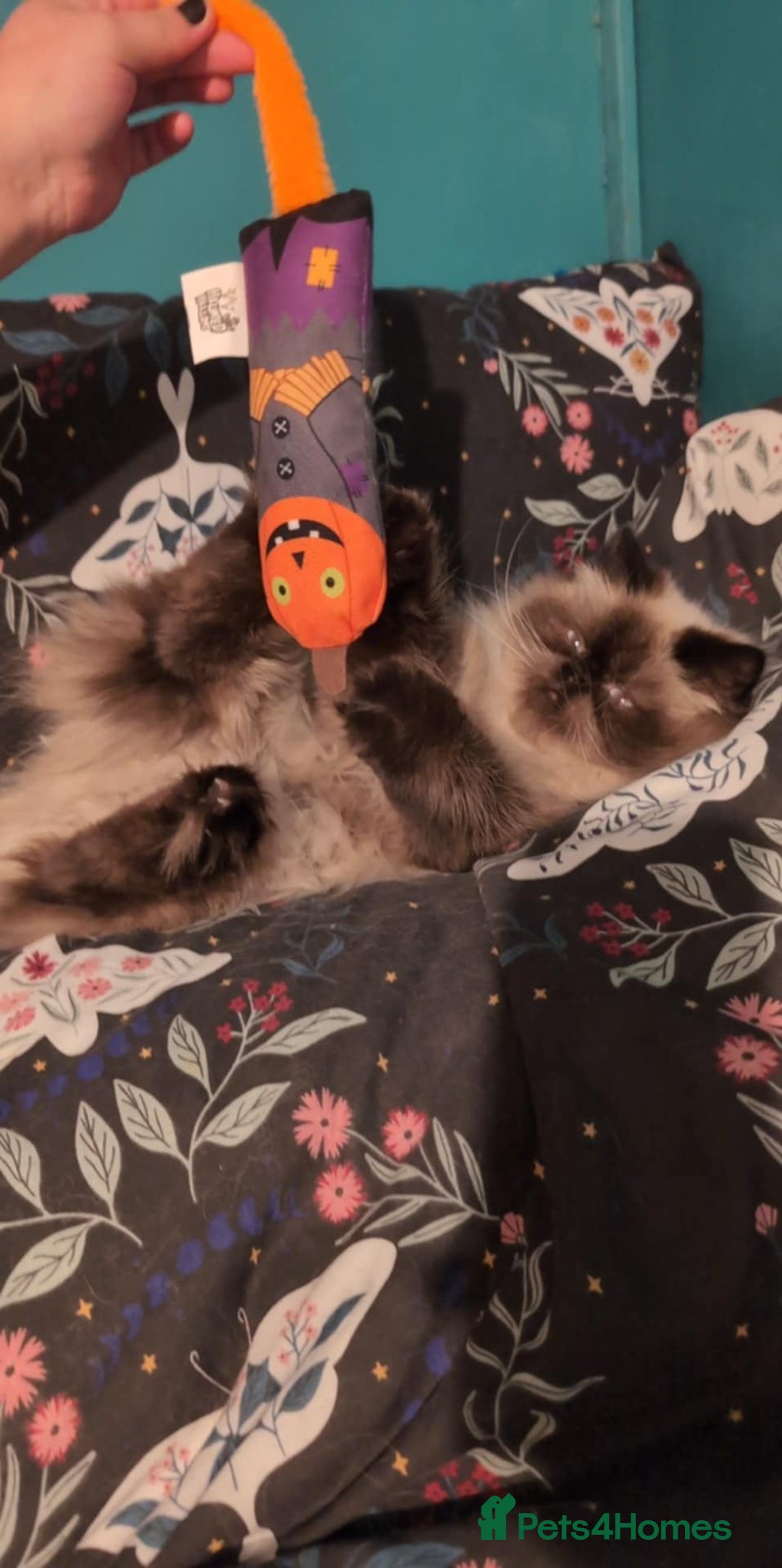 Persian cats for sale: Maggie  - Image 7