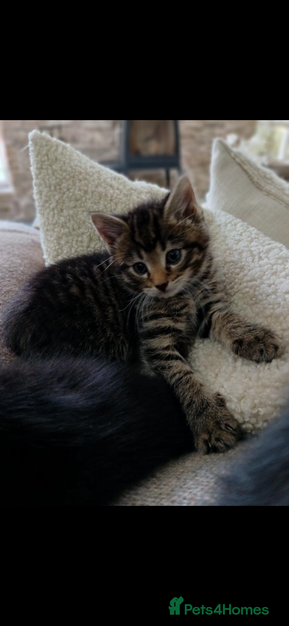 Mixed Breed cats 4 beautiful Kittens  - Advert 8