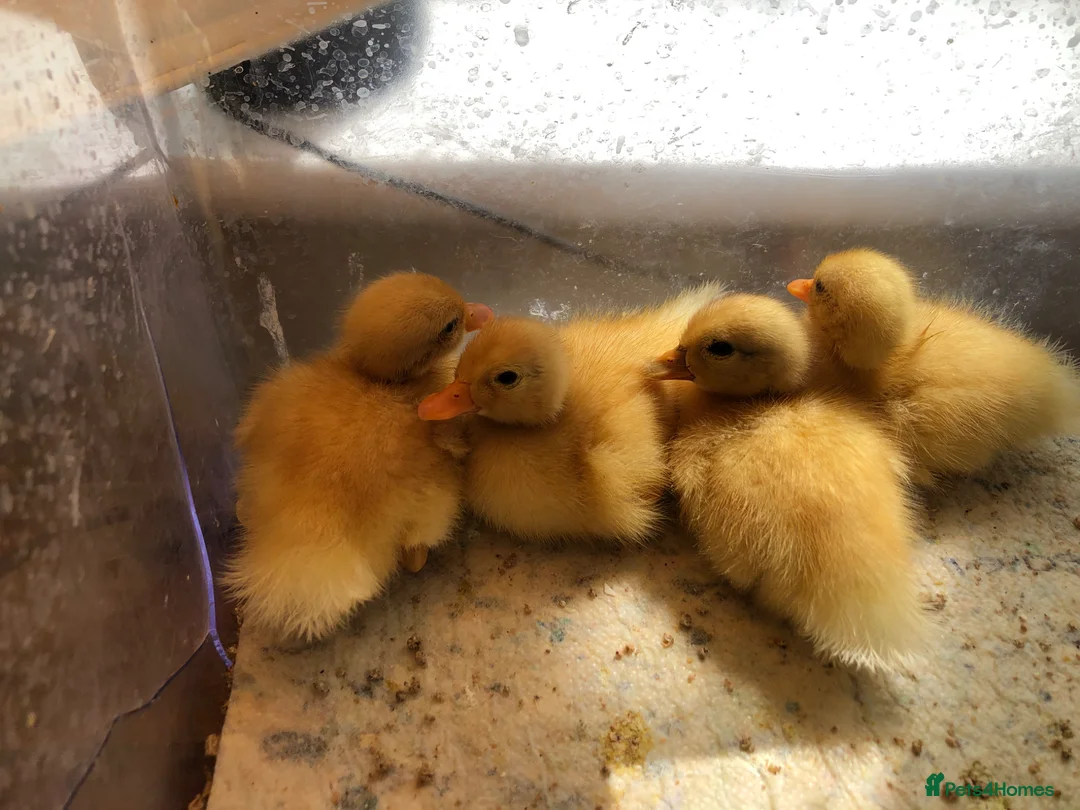 Ducks poultry for sale: Call duck ducklings duck chick  - Advert 2