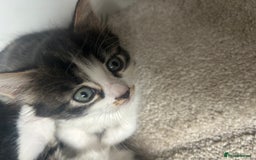 Mixed Breed cats for sale: Mixed breed kittens - Image 30