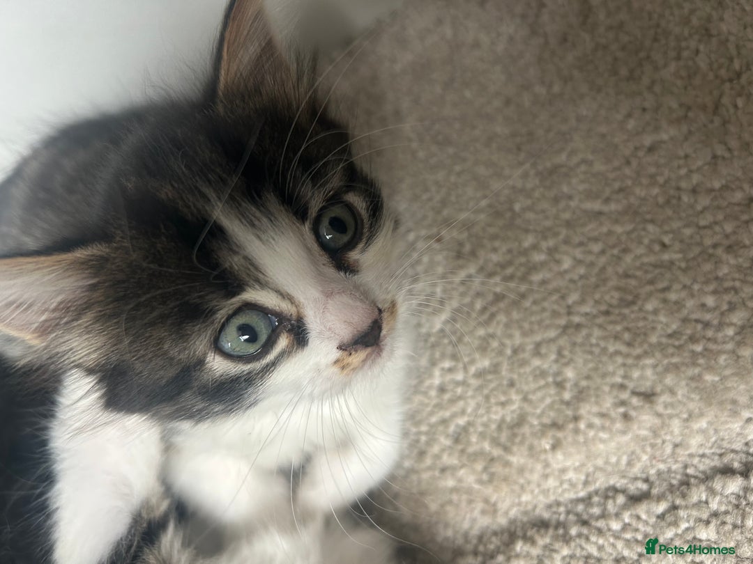 Mixed Breed cats for sale: Mixed breed kittens - Image 30