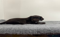 Cocker Spaniel dogs for sale: 4 beautiful cocker spaniel pups for sale - Image 15