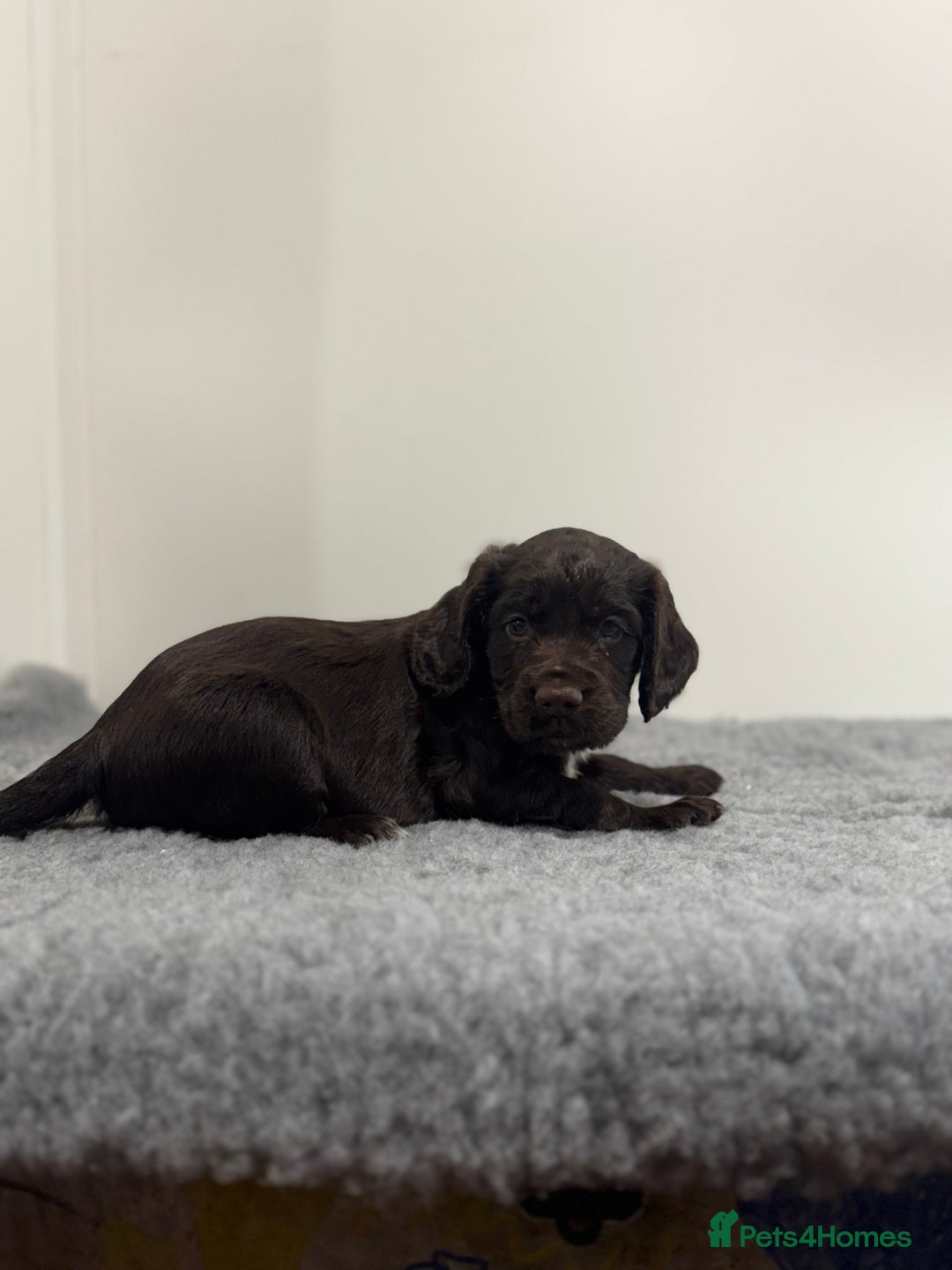 Cocker Spaniel dogs for sale: 4 beautiful cocker spaniel pups for sale - Image 15