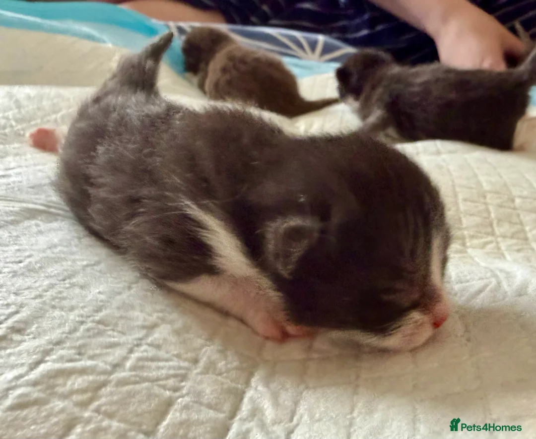 British Shorthair cats for sale: 3/4 British Shorthair 1/4 Mainecoon  - Advert 2