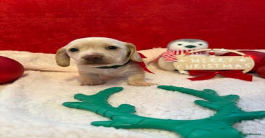 Miniature Dachshund dogs Kc registered smooth hair Miniature Dachshund’s - Advert 3