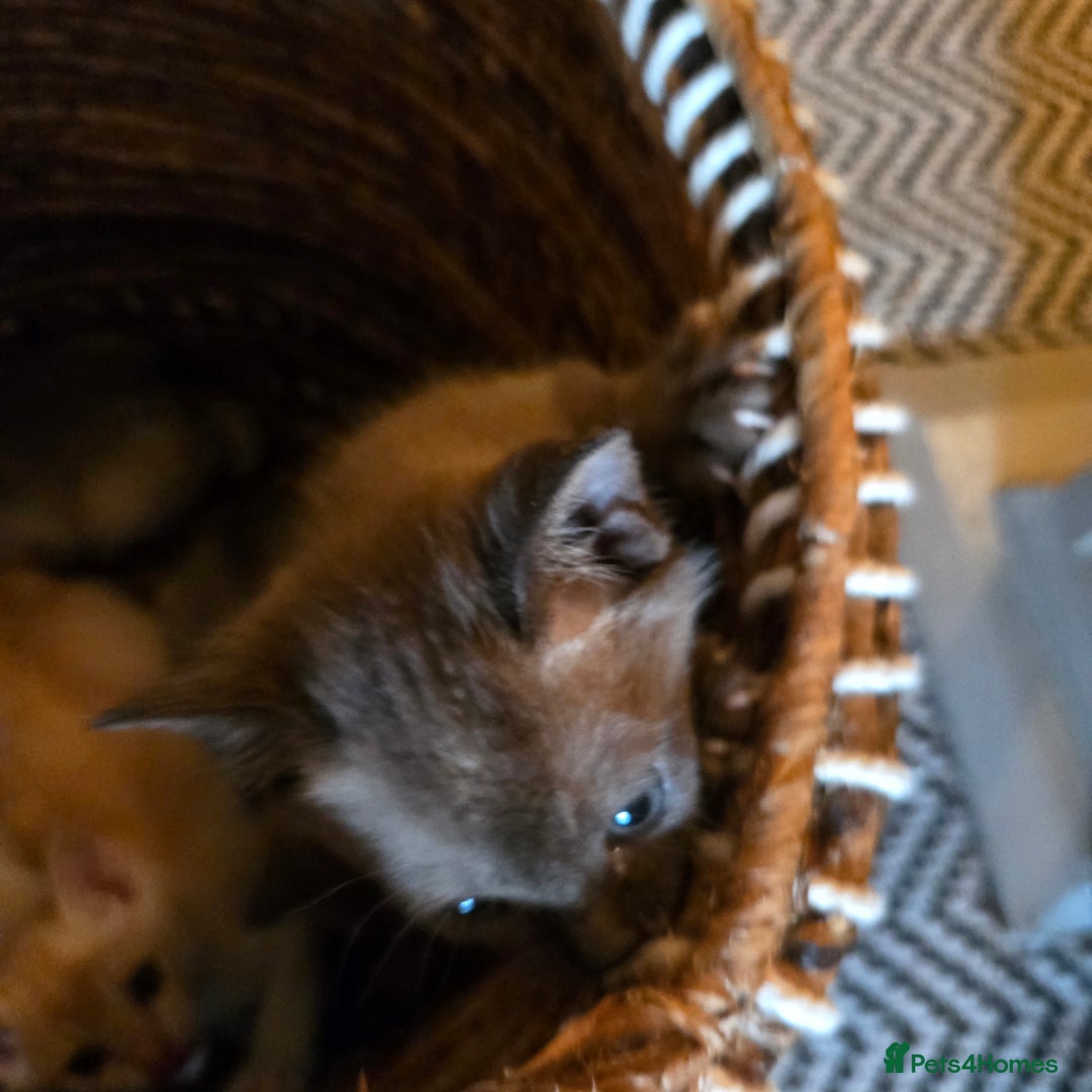 Burmese cats for sale: Pure pedigree, Registered Burmese,Vet checked 2x - Advert 6