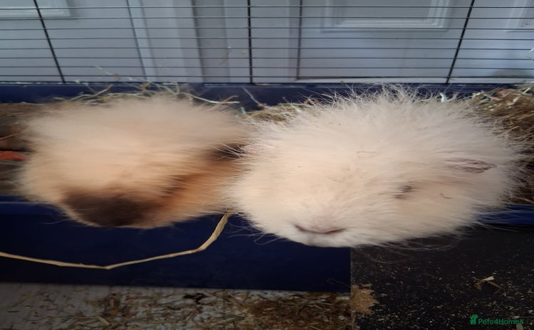 Guinea Pig rodents - Advert 1