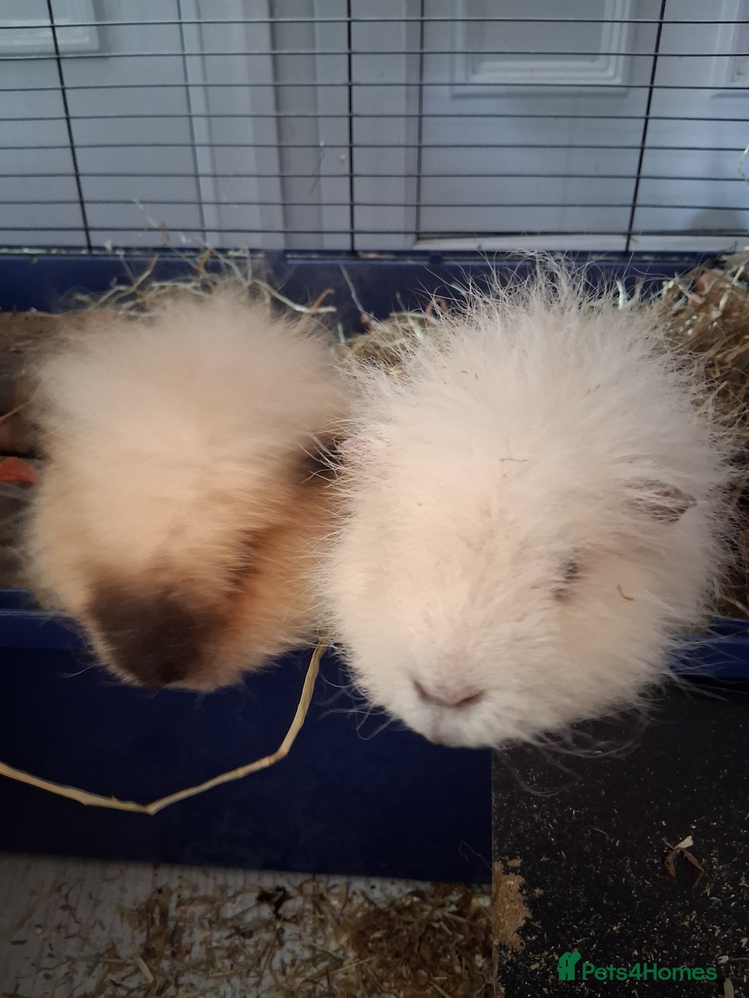 Guinea Pig rodents for sale: Swiss cali / cream Swiss guinea pig - Image 1