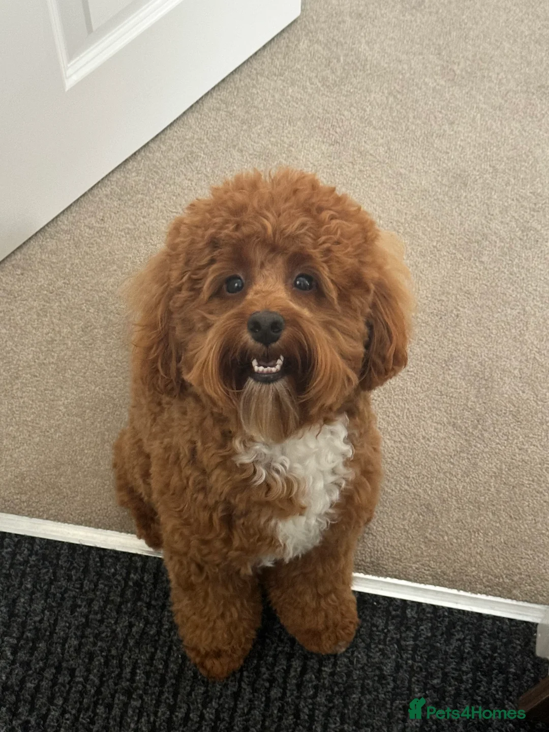 Cockapoo dogs for stud: Miniature 2 year old cockapoo boy ready for stud.  - Advert 1