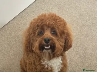 Cockapoo dogs Miniature 2 year old cockapoo boy ready for stud. - Advert 4