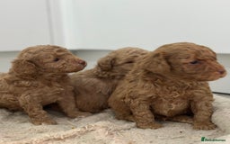 Toy Poodle dogs for sale: Tiny toy poodle boys  - Advert 1