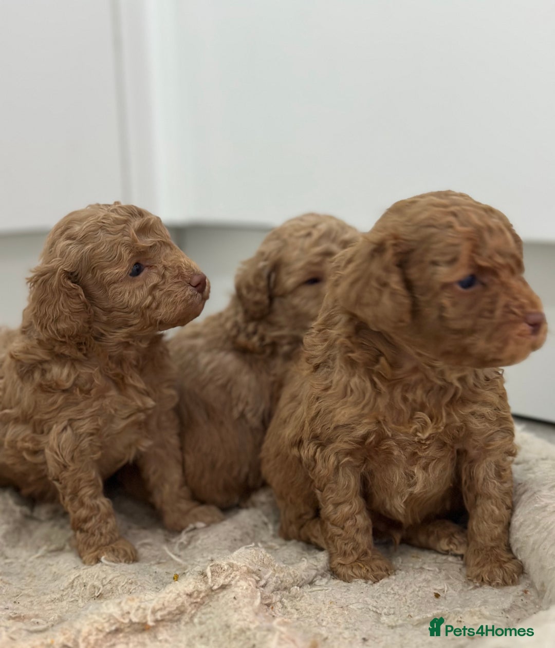 Toy Poodle dogs for sale: Tiny toy poodle boys  - Advert 1