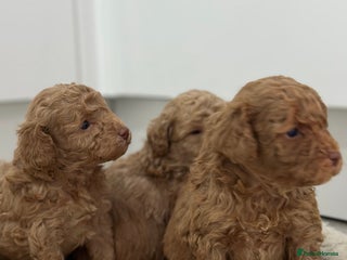 Toy Poodle dogs Tiny toy poodle boys - Advert 18