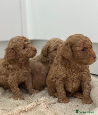Toy Poodle dogs Tiny toy poodle boys - Advert 3