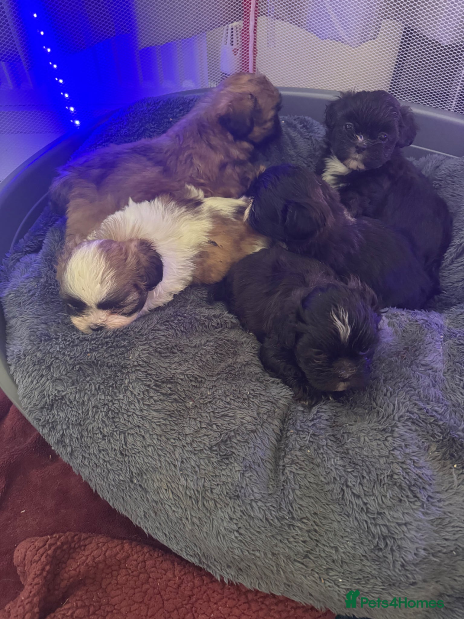 Shih Tzu dogs 5 Shih Tzu puppies  - Advert 1