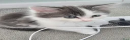 Mixed Breed cats for sale: Two gorgeous angels need a forever home  in Witney - Advert 4
