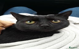 Bombay cats for sale: Cat for sale - Mowgli  - Advert 3