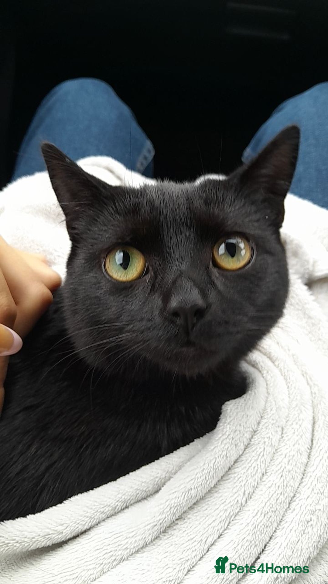 Bombay cats for sale: Cat for sale - Mowgli  - Advert 3