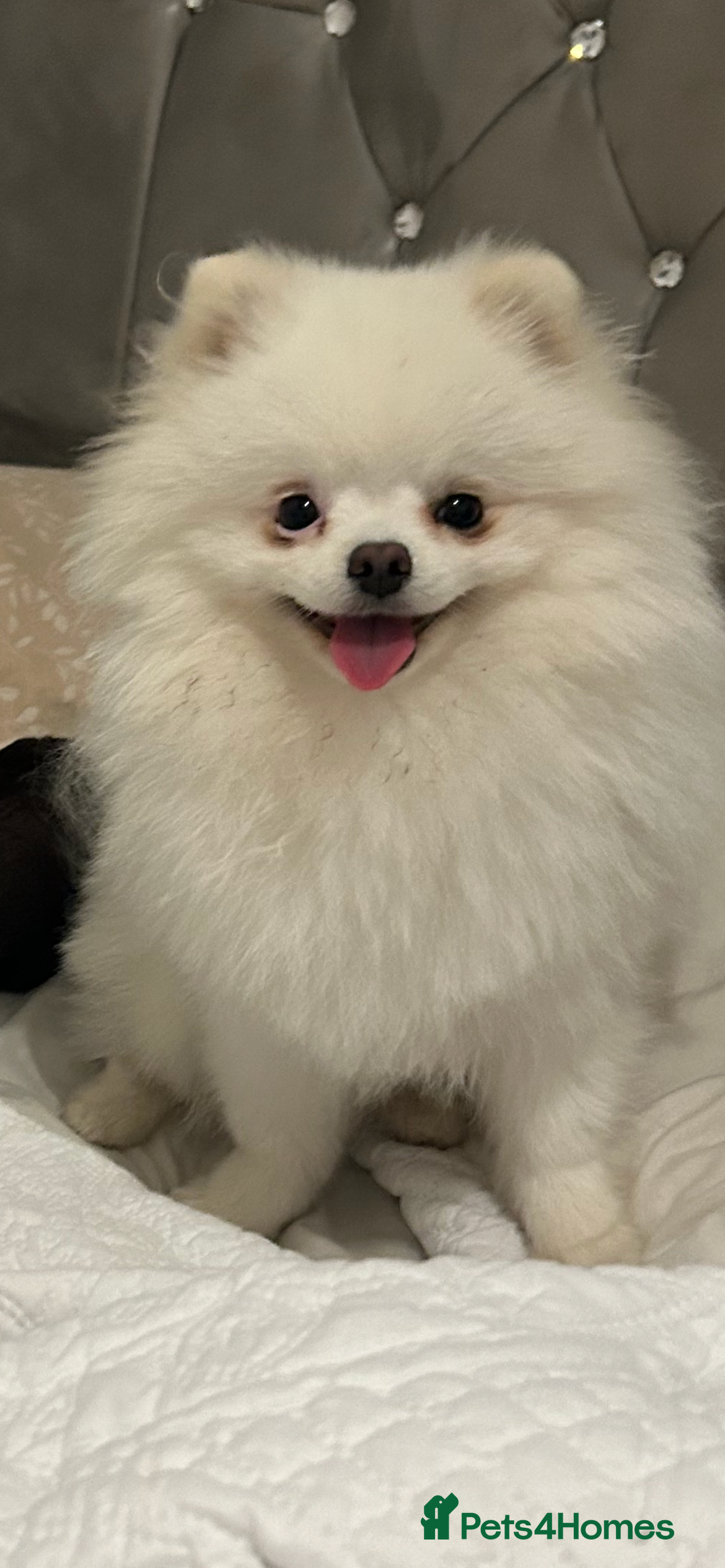 Pomeranian dogs for stud: Olaf white Pomeranian stud - Advert 11