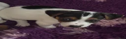Jack Russell dogs for sale: 2 remaining Traditional Jack Russell’s  - Advert 6