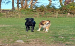 Mixed Breed dogs for sale: Beautiful friendly Labrador x Welsh Collie Puppies - Image 13