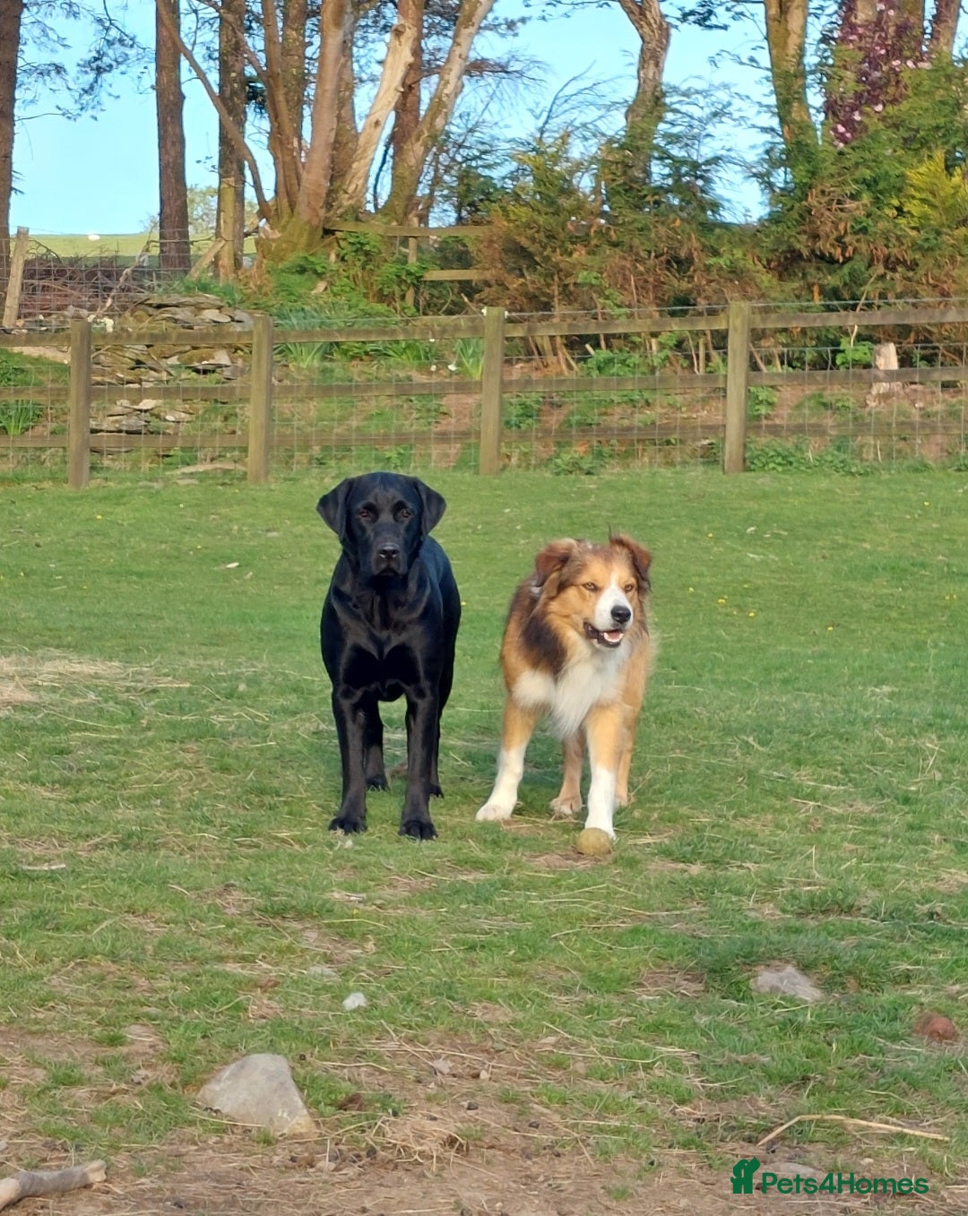Mixed Breed dogs for sale: Beautiful friendly Labrador x Welsh Collie Puppies - Image 13