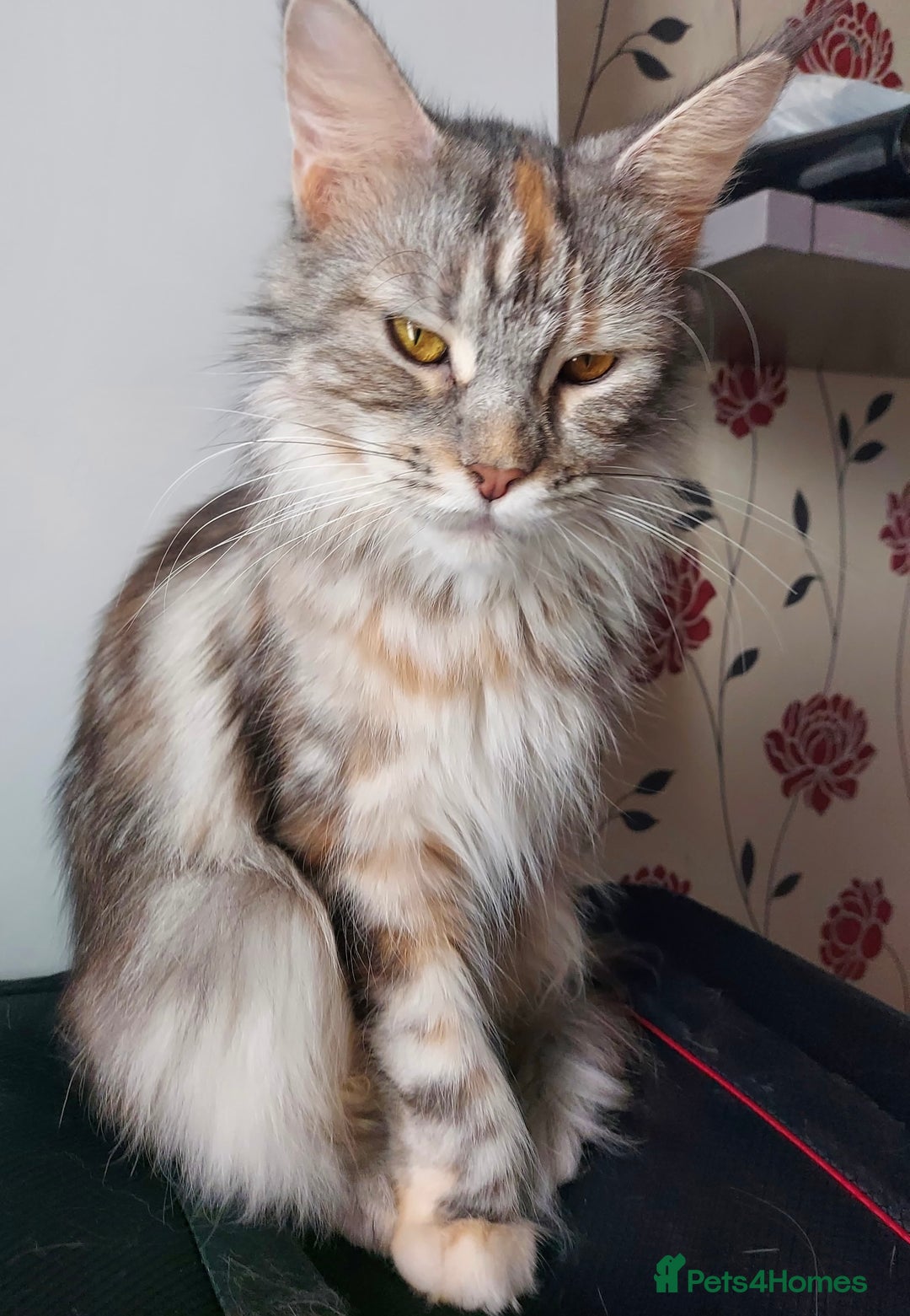 Maine Coon cats for sale: Purebred Maine Coon kittens - Image 14