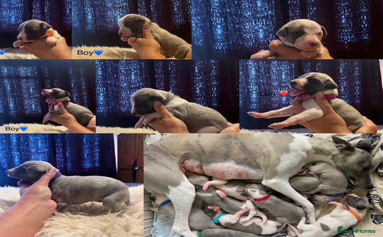 Whippet dogs - Advert 1