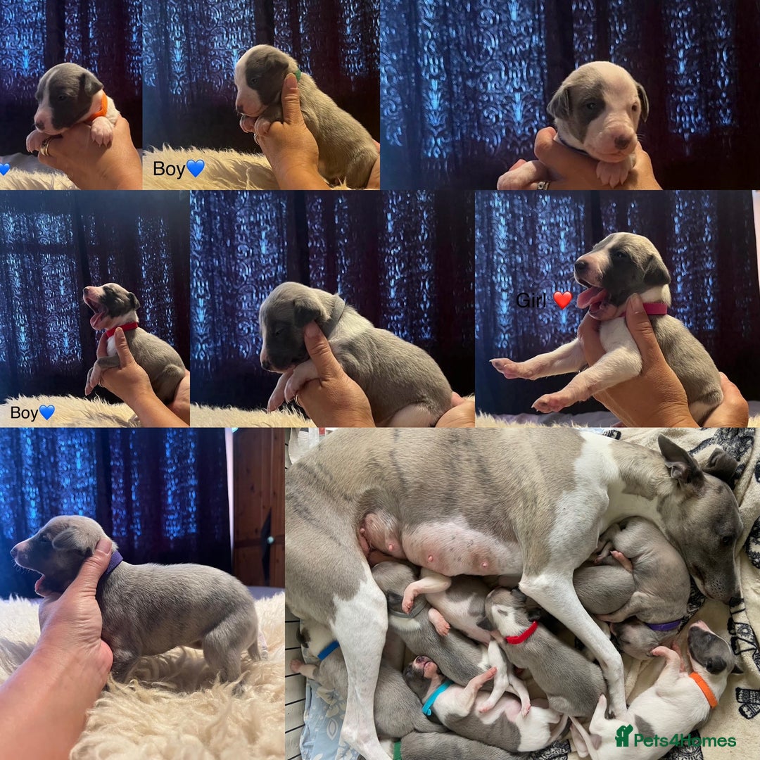 Whippet dogs for sale: Beautiful whippet whippet pups 🥰 - Image 1
