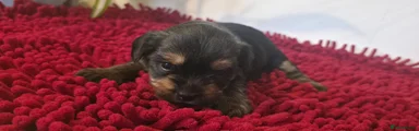 Yorkshire Terrier 2 Female