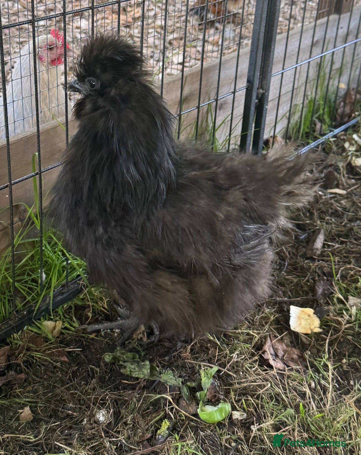 Chickens poultry Black silkie 7 month chicken for sale  - Advert 8