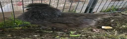 Chickens poultry for sale: Black silkie 7 month chicken for sale  in Yeovil - Advert 1