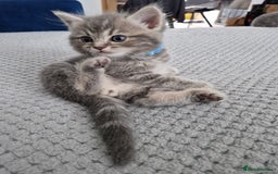 Ragdoll cats for sale: Ragdoll cross British kittens - Image 8