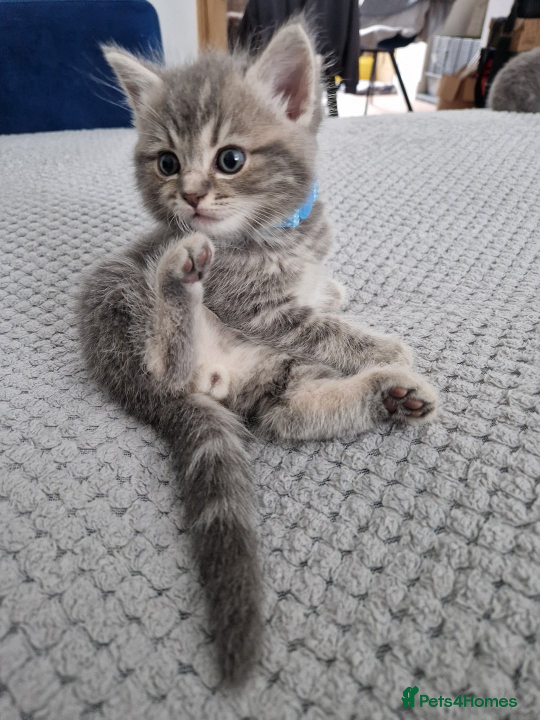 Ragdoll cats for sale: Ragdoll cross British kittens - Image 8