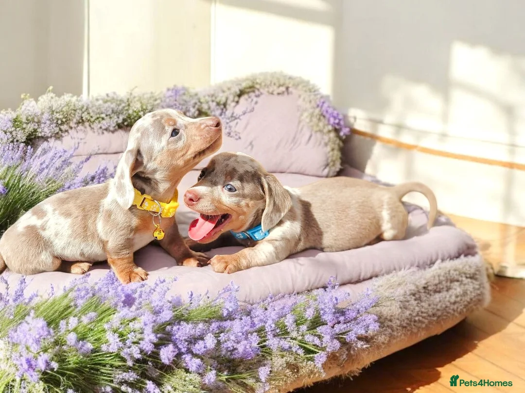 Miniature Dachshund dogs for sale: ISABELLA DAPPLE & BLUE DAPPLE VERY SMALL MINI'S 🔥 - Advert 4