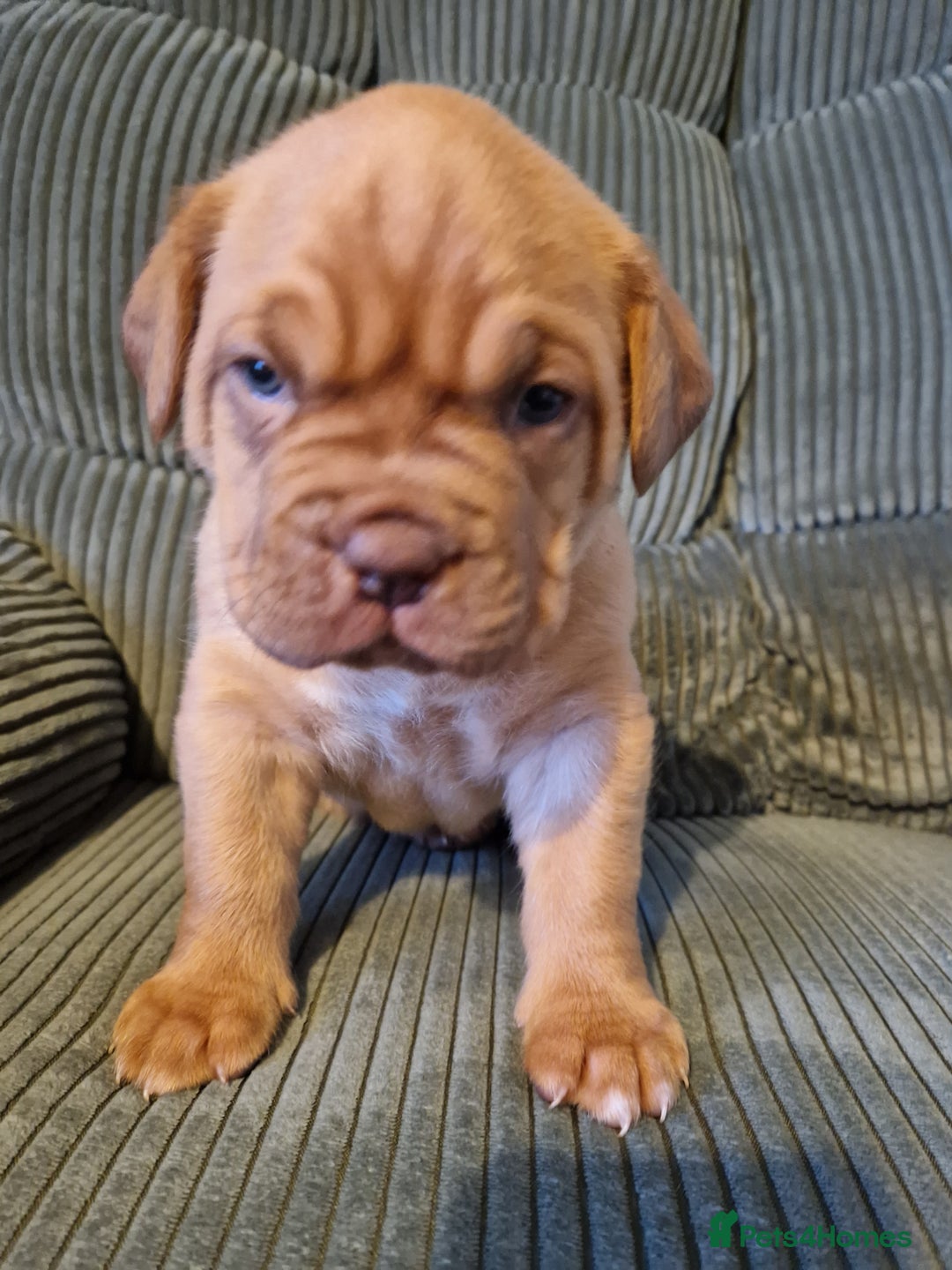 Dogue De Bordeaux dogs for sale: 4 week Douge de Bordeaus puppy  - Advert 5