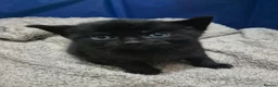 Mixed Breed cats for sale: Beautiful Black Kittens Looking for Forever Home  in Preston - Advert 2