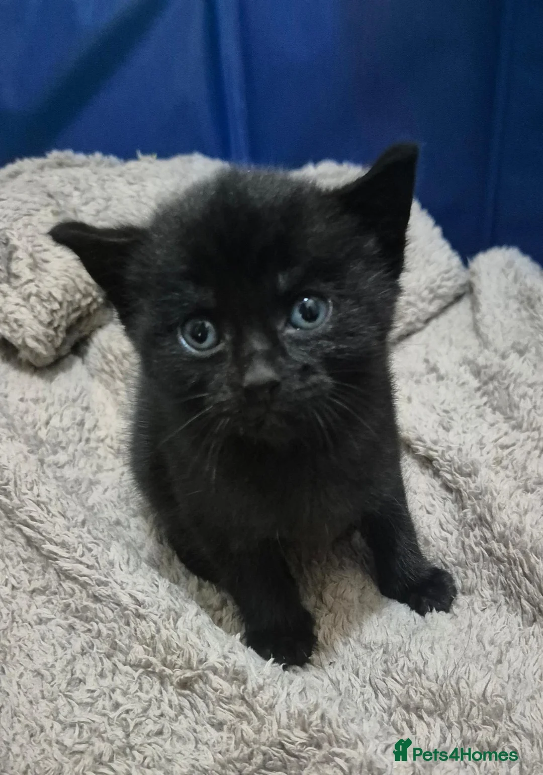 Mixed Breed cats for sale: Beautiful Black Kittens Looking for Forever Home  in Preston - Advert 2