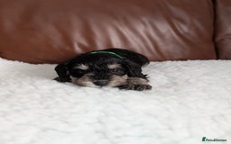 Miniature Schnauzer dogs for sale: KC reg health tested miniature schnauzer puppies  - Image 5