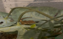 Gecko reptiles for sale: Beautiful Dalmatian Crested Gecko - Image 20