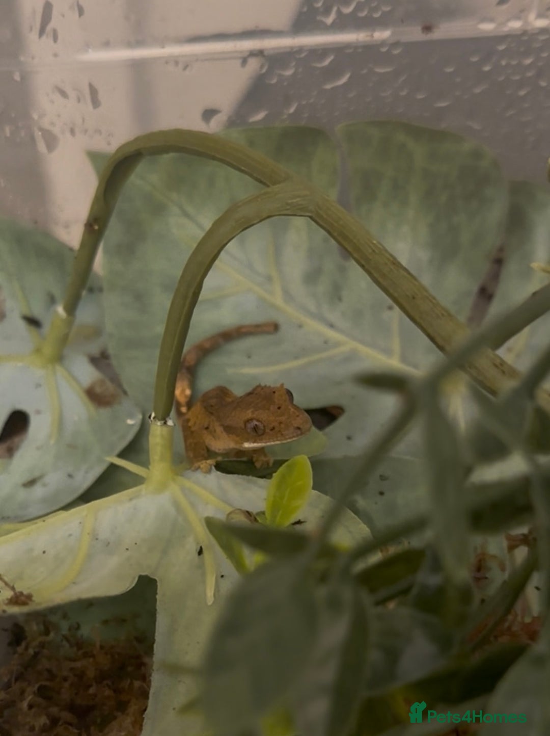 Gecko reptiles for sale: Beautiful Dalmatian Crested Gecko - Image 20