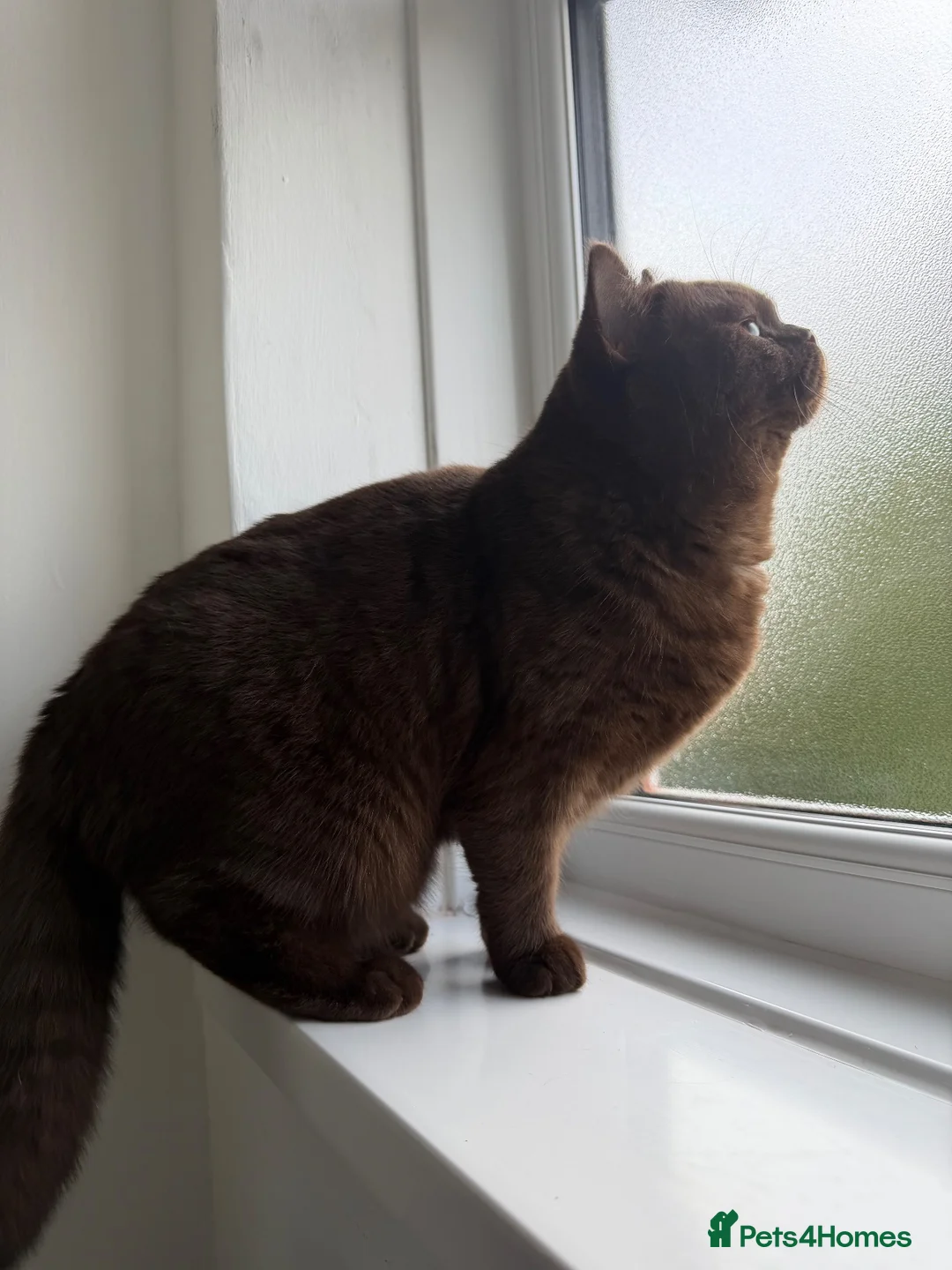 British Shorthair cats for sale: Gccf active chocolate girl - Advert 4