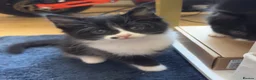 Mixed Breed cats for sale: cute kittens🥰 in Luton - Advert 4