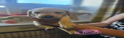 Labrador Retriever dogs for sale: Outstanding litter of 7 KC Reg Labrador Pups - Advert 31
