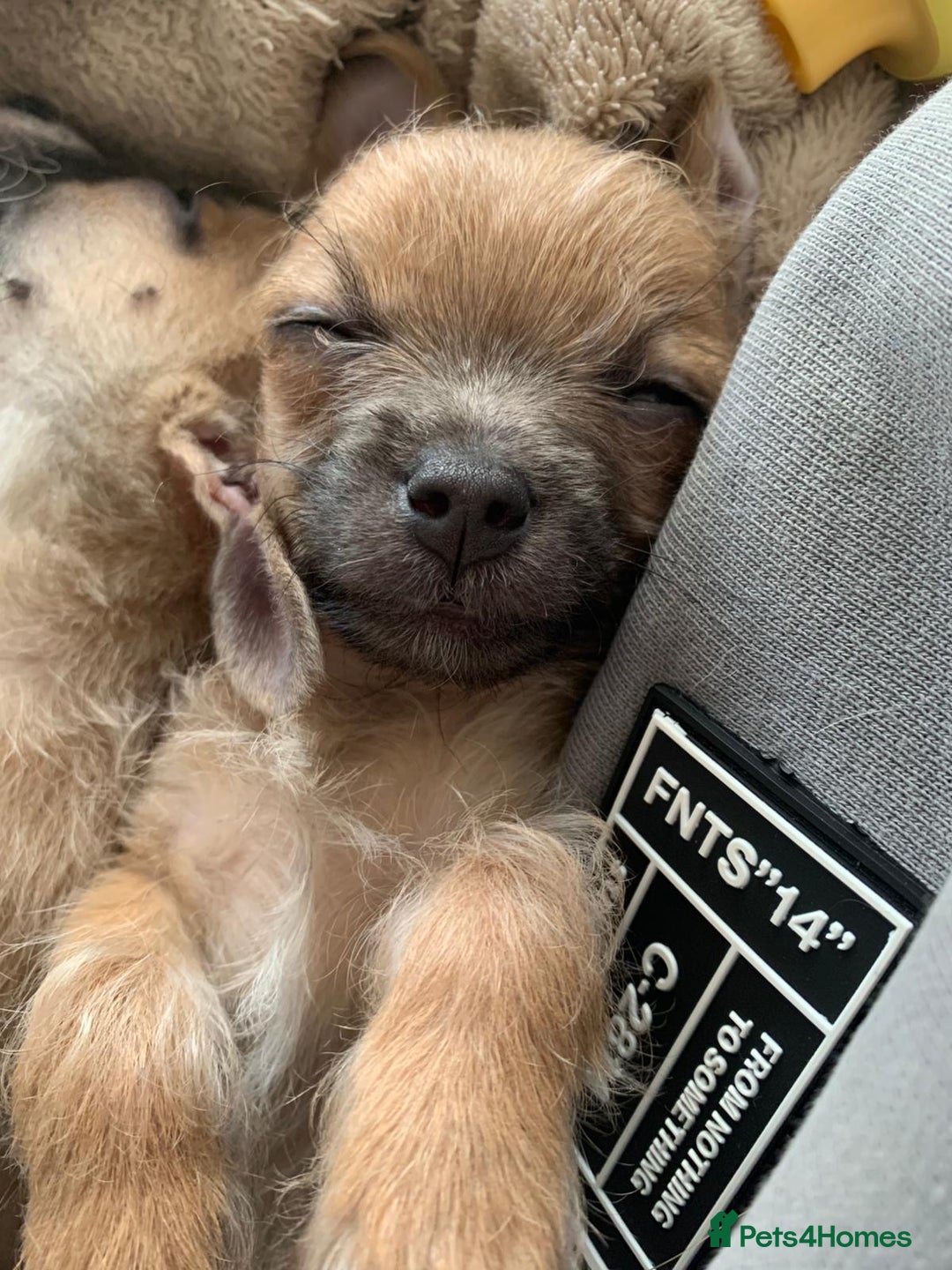 Chorkie dogs for sale: 8 week old chorkie male puppy - Advert 4